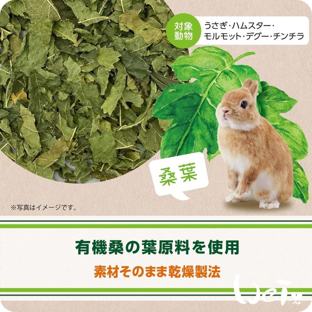 魏啥麻-日本GEX健康食譜 桑葉 10g(兔 天竺鼠零食)-細節圖3