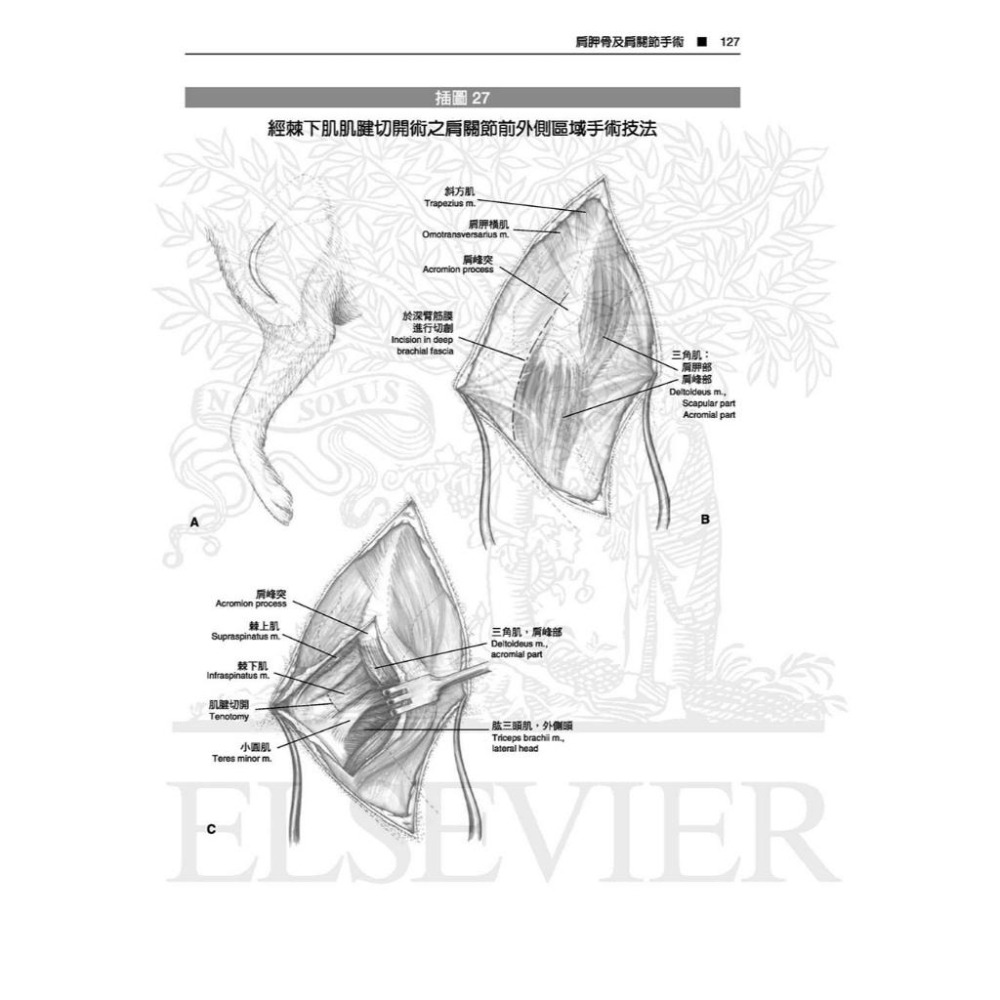 魏啥麻-《書》Piermattei’s 圖解犬貓骨骼關節手術技法(5版)(下單後進貨) 專業獸醫書籍-細節圖3
