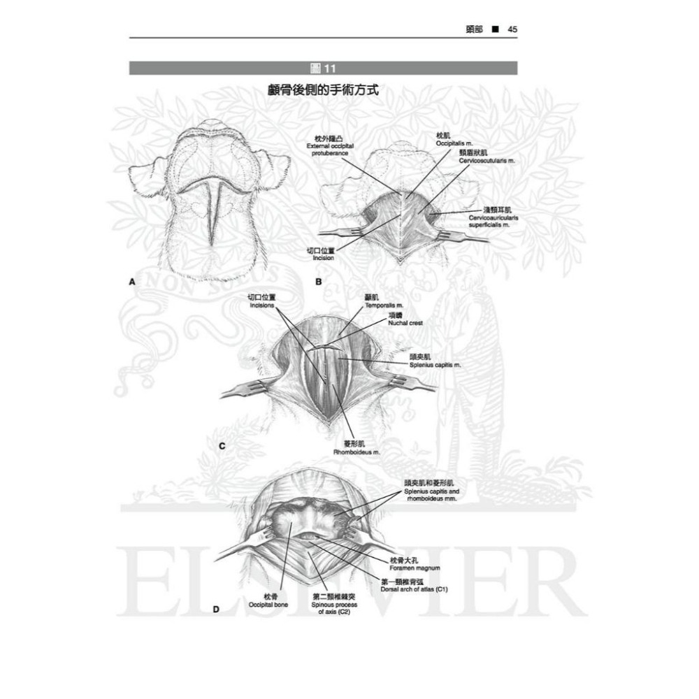 魏啥麻-《書》Piermattei’s 圖解犬貓骨骼關節手術技法(5版)(下單後進貨) 專業獸醫書籍-細節圖5
