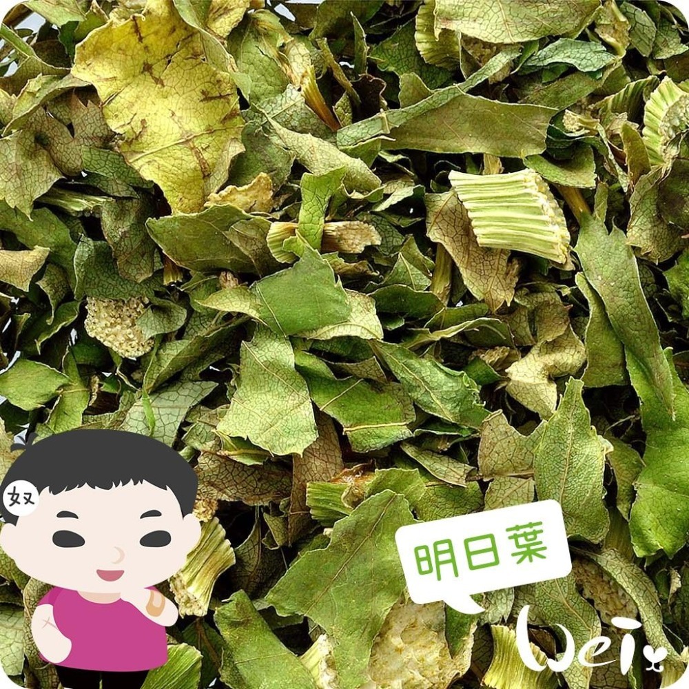 魏啥麻-日本GEX健康食譜 明日葉 18g(兔 天竺鼠零食)-細節圖2