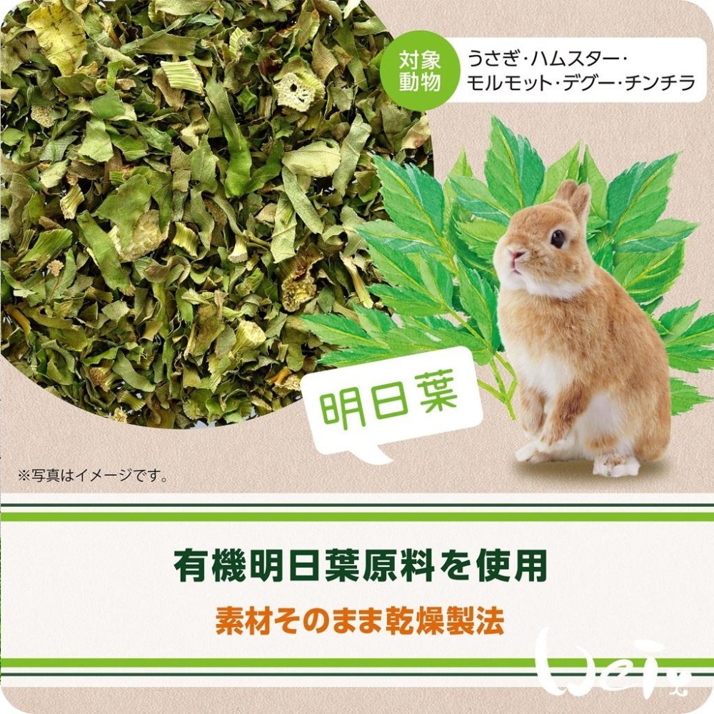 魏啥麻-日本GEX健康食譜 明日葉 18g(兔 天竺鼠零食)-細節圖3