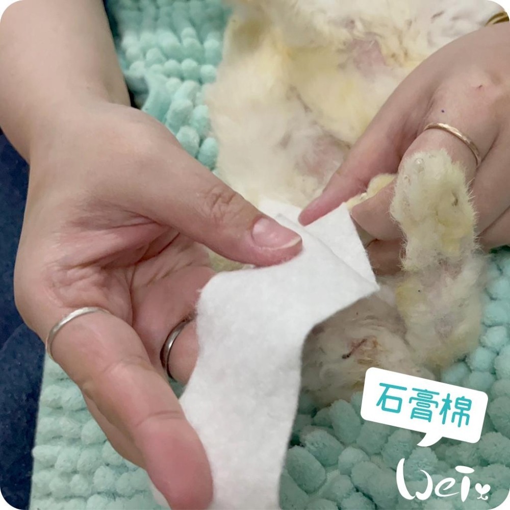 魏啥麻-石膏棉捲(未滅菌) / 寵物手腳、胼胝足底炎、食道胃管 (寵物醫療用品(包紮)-細節圖4