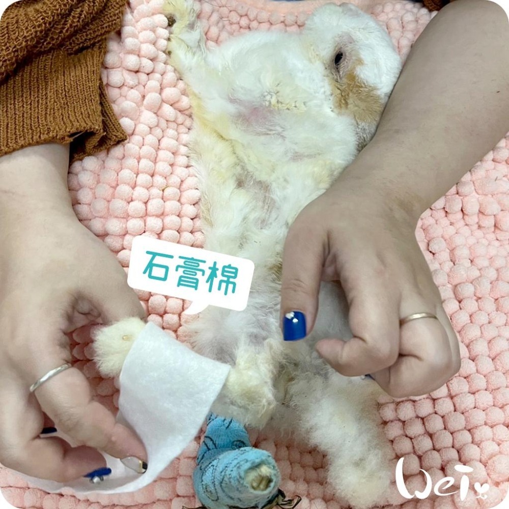 魏啥麻-石膏棉捲(未滅菌) / 寵物手腳、胼胝足底炎、食道胃管 (寵物醫療用品(包紮)-細節圖5