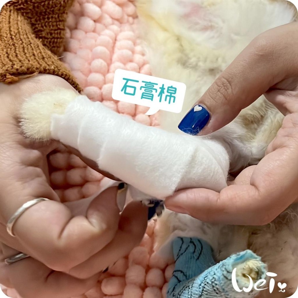 魏啥麻-石膏棉捲(未滅菌) / 寵物手腳、胼胝足底炎、食道胃管 (寵物醫療用品(包紮)-細節圖7