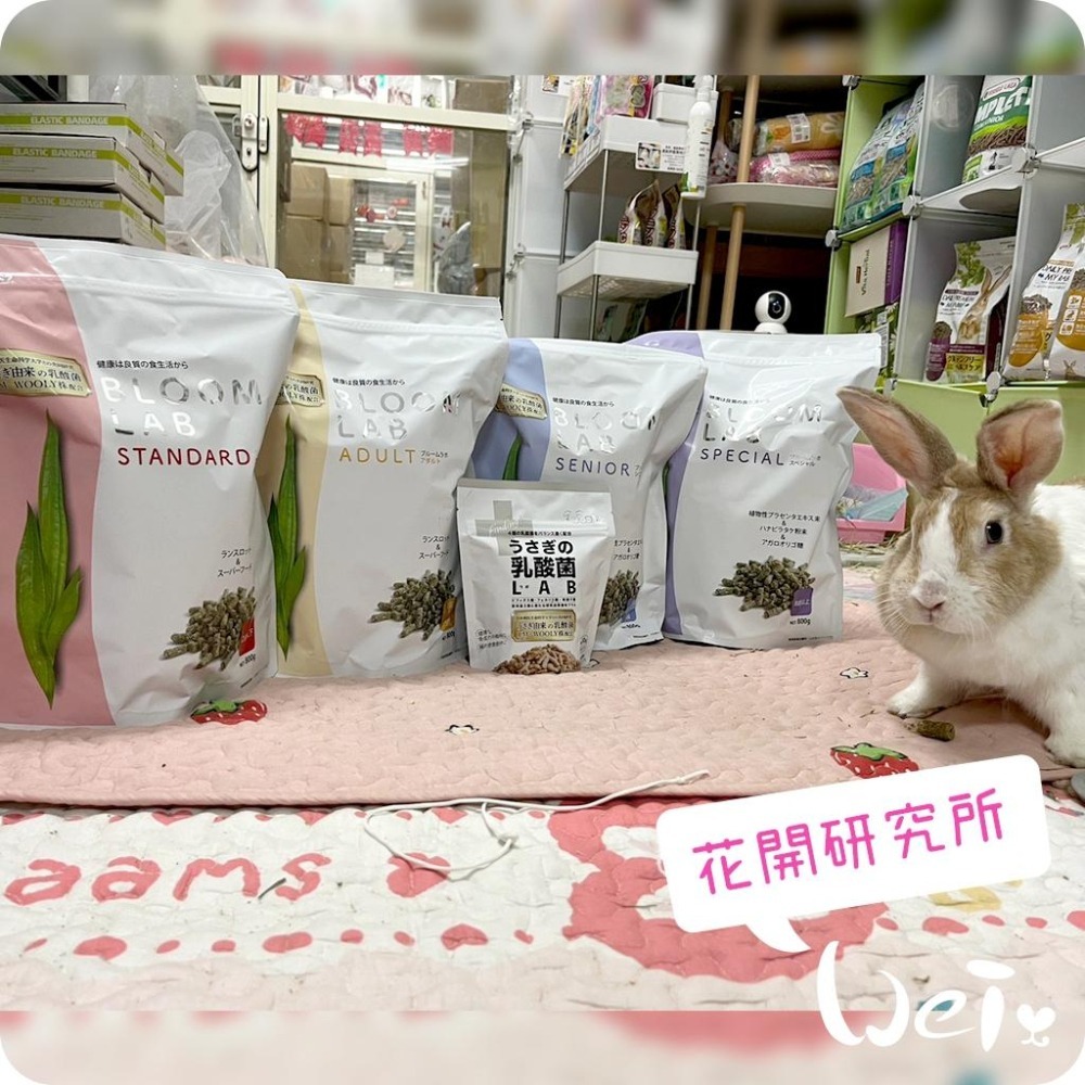 魏啥麻-日本WOOLY花開研究所5-8歲老兔飼料 800g (無小麥 低鈣 鬆軟 植物胎盤 寒天寡糖 乳酸菌)老兔飼料-細節圖4
