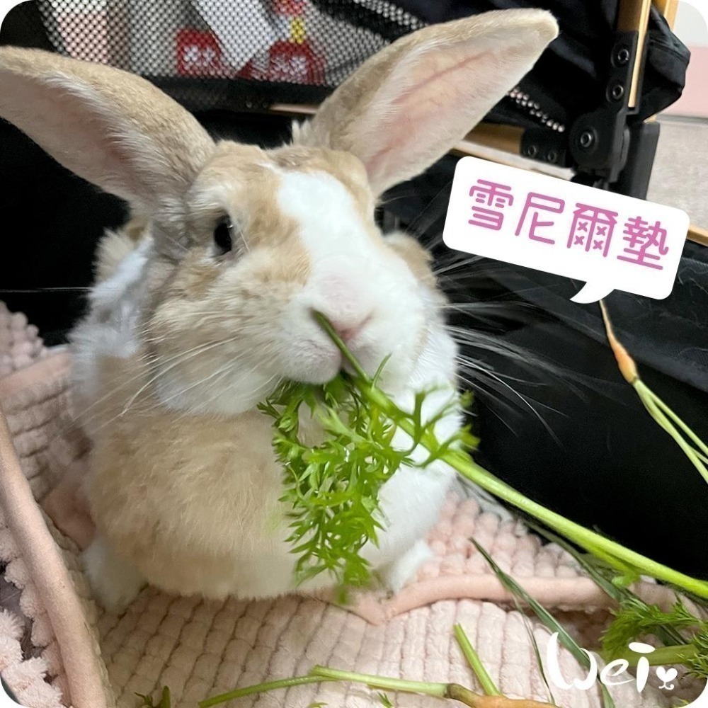 魏啥麻-雪尼爾墊 (加厚的毛巾觸感.不滑.吸水快速快乾.軟便黏住好清洗.可長時間使用)(兔 天竺鼠)-細節圖3