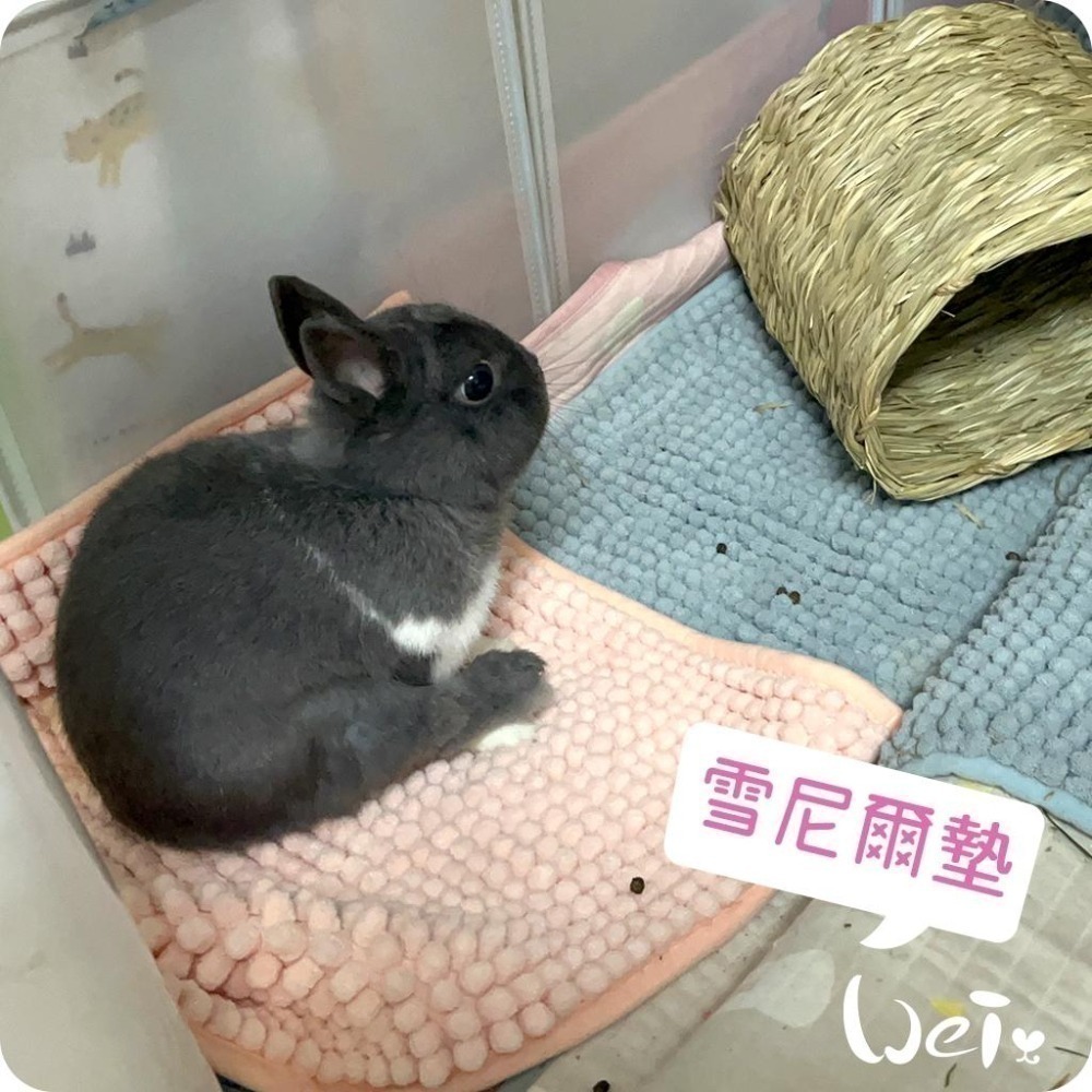 魏啥麻-雪尼爾墊 (加厚的毛巾觸感.不滑.吸水快速快乾.軟便黏住好清洗.可長時間使用)(兔 天竺鼠)-細節圖7
