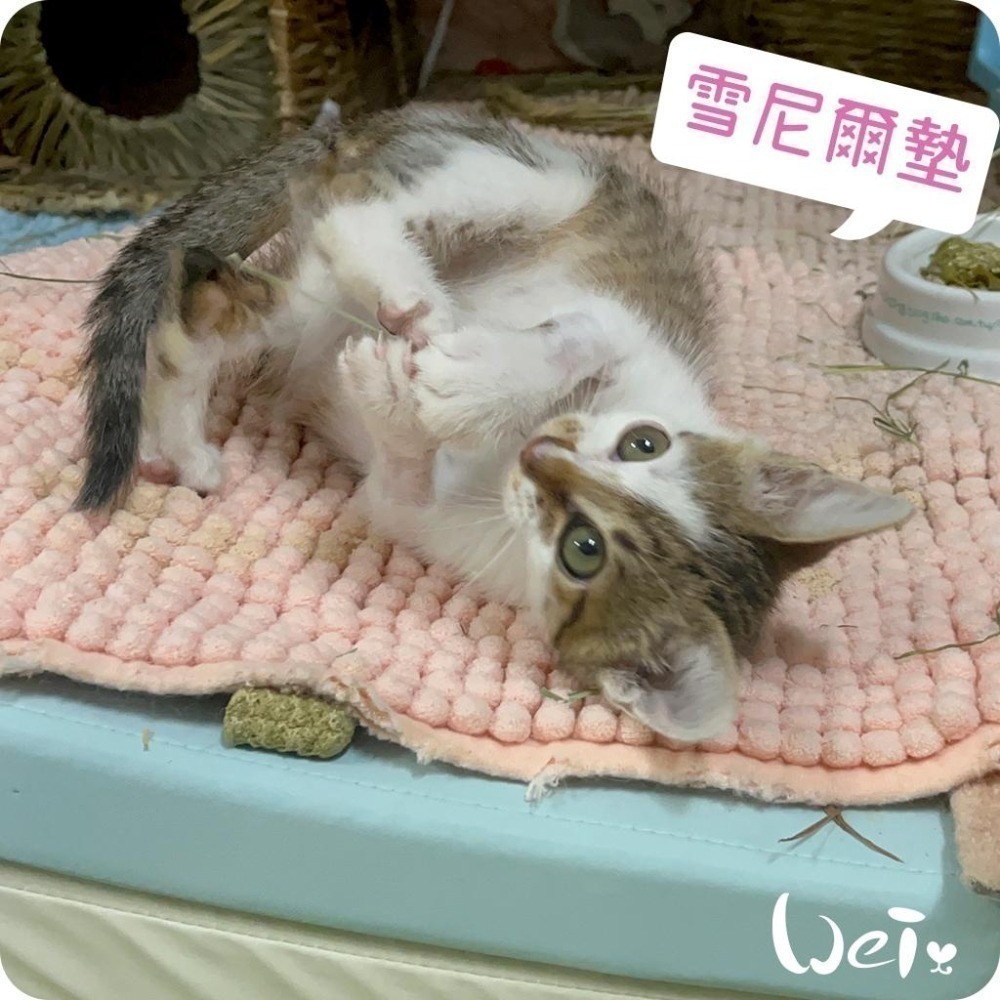 魏啥麻-雪尼爾墊 (加厚的毛巾觸感.不滑.吸水快速快乾.軟便黏住好清洗.可長時間使用)(兔 天竺鼠)-細節圖9