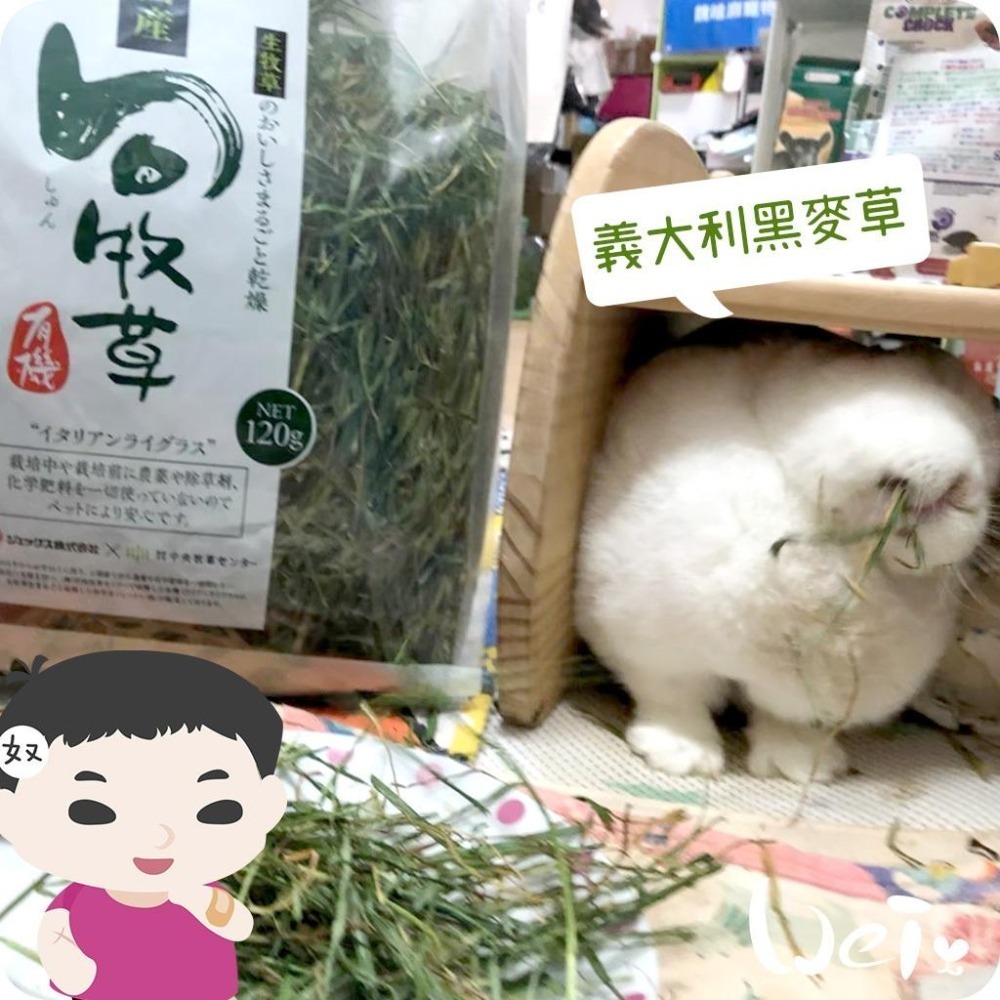 魏啥麻-日本GEX 旬 義大利黑麥草 120g / 300g(兔 天竺鼠 龍貓牧草)旬牧草-細節圖2