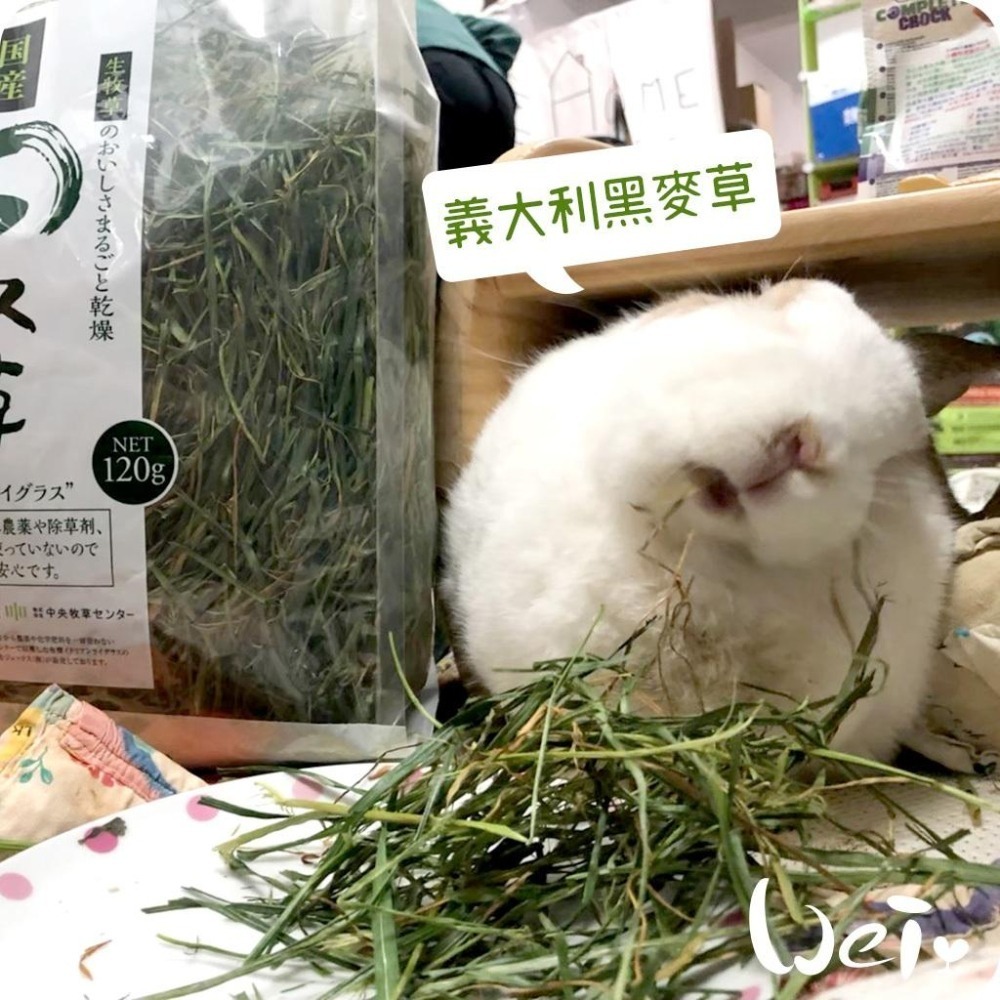 魏啥麻-日本GEX 旬 義大利黑麥草 120g / 300g(兔 天竺鼠 龍貓牧草)旬牧草-細節圖5