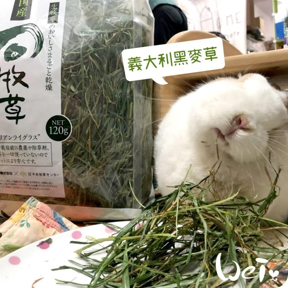 魏啥麻-日本GEX 旬 義大利黑麥草 120g / 300g(兔 天竺鼠 龍貓牧草)旬牧草-細節圖4