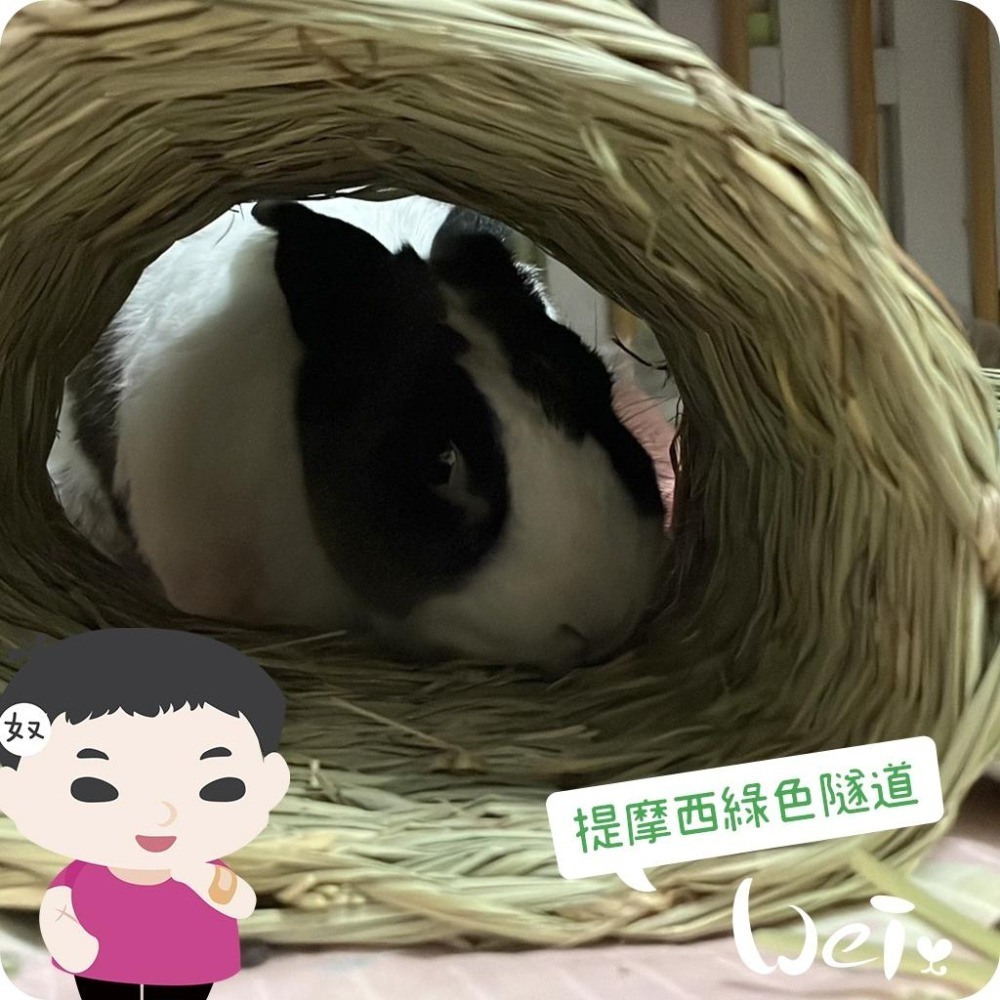 魏啥麻-美國OXBOW 提摩西綠色隧道 (磨牙草編玩具)(兔 天竺鼠 龍貓牧草玩具)-細節圖8