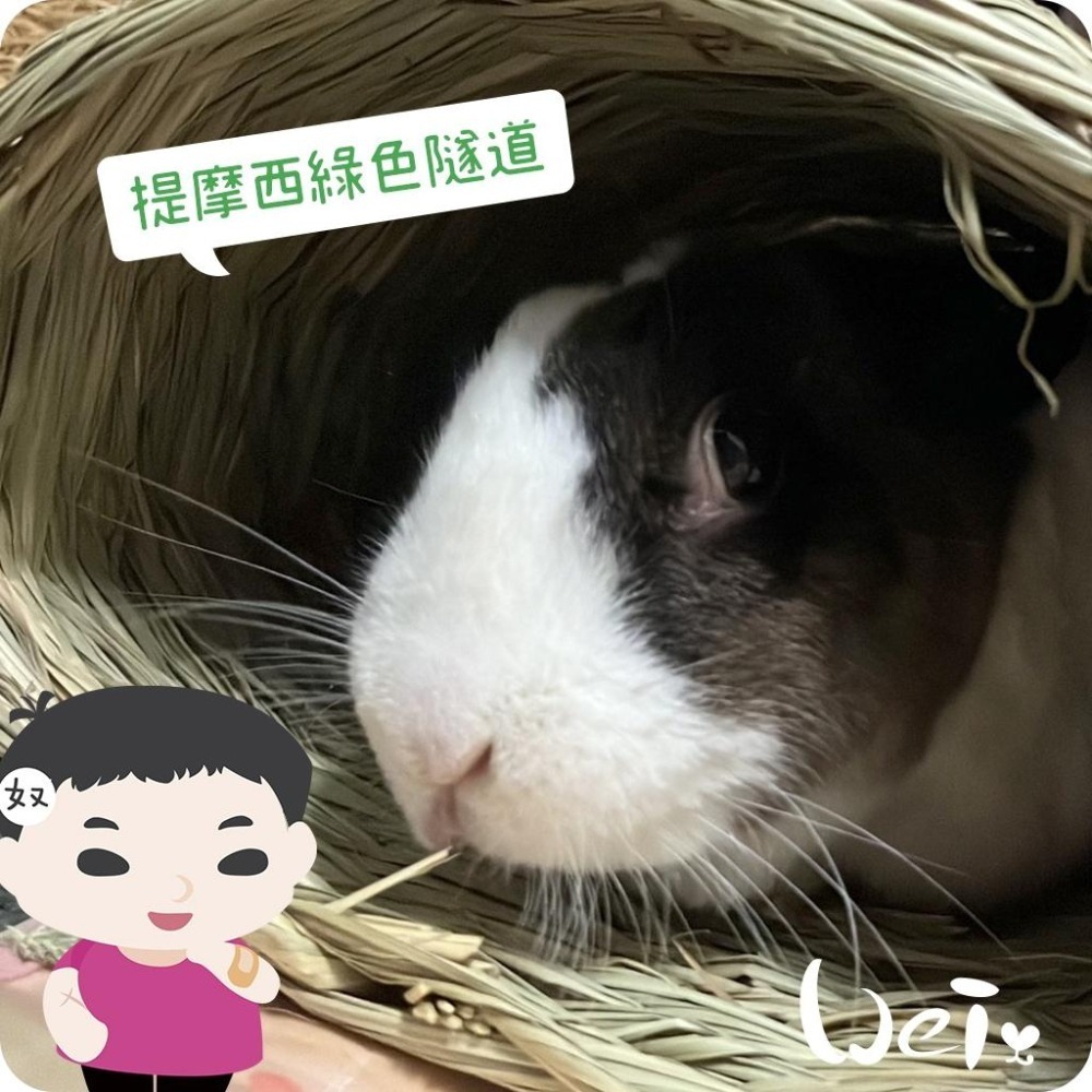 魏啥麻-美國OXBOW 提摩西綠色隧道 (磨牙草編玩具)(兔 天竺鼠 龍貓牧草玩具)-細節圖9