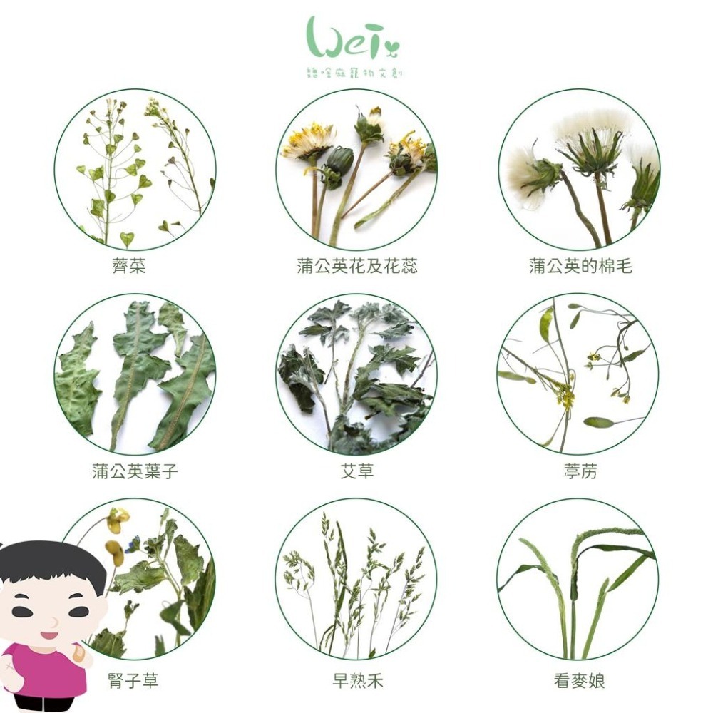 魏啥麻-日本WOOLY高原的四種混合草 400g (麥草 黑麥草 提摩西 燕麥草) (兔 天竺鼠 龍貓牧草)-細節圖4