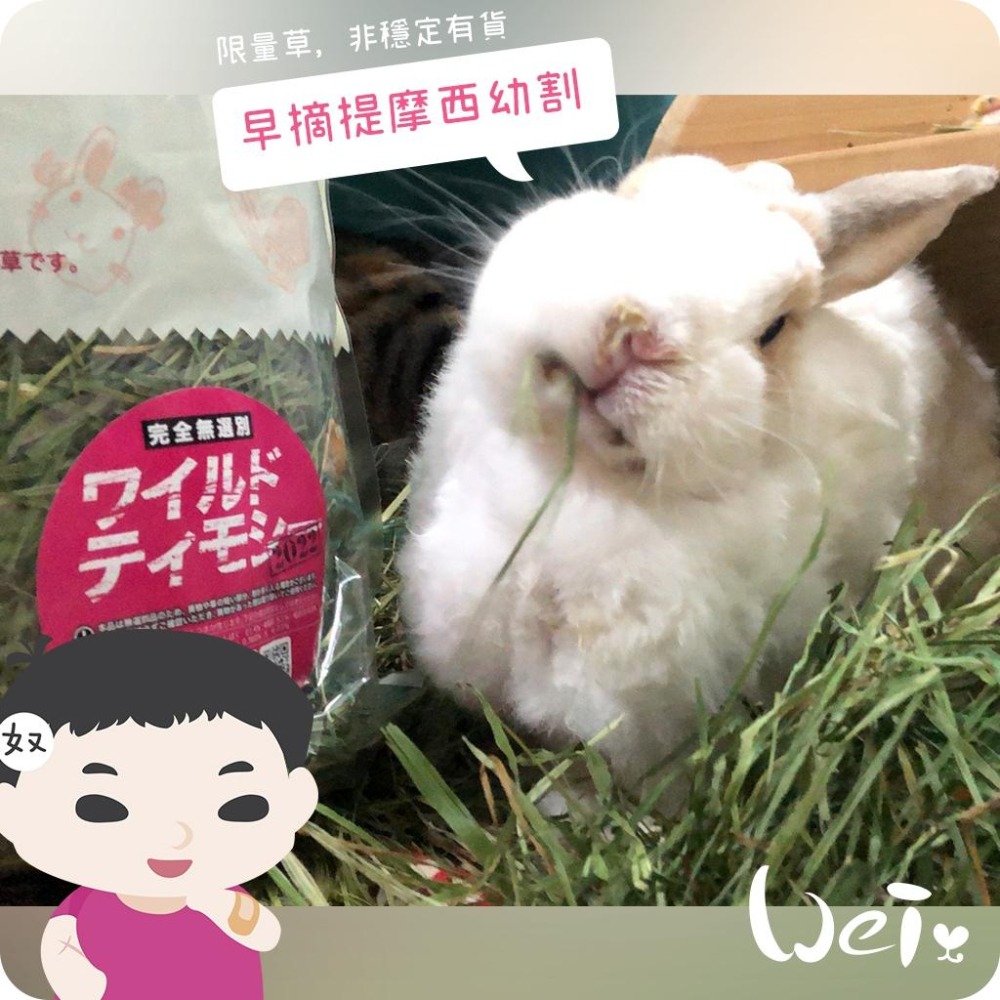 魏啥麻-日本WOOLY高原的早摘提摩西幼割 400g (葉多) 2023年度草(兔 天竺鼠 龍貓牧草)-細節圖7