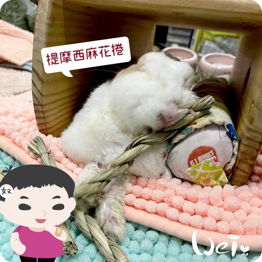 魏啥麻-美國OXBOW 提摩西麻花捲 6入 (磨牙草編玩具)(兔 天竺鼠 龍貓牧草玩具)-細節圖4