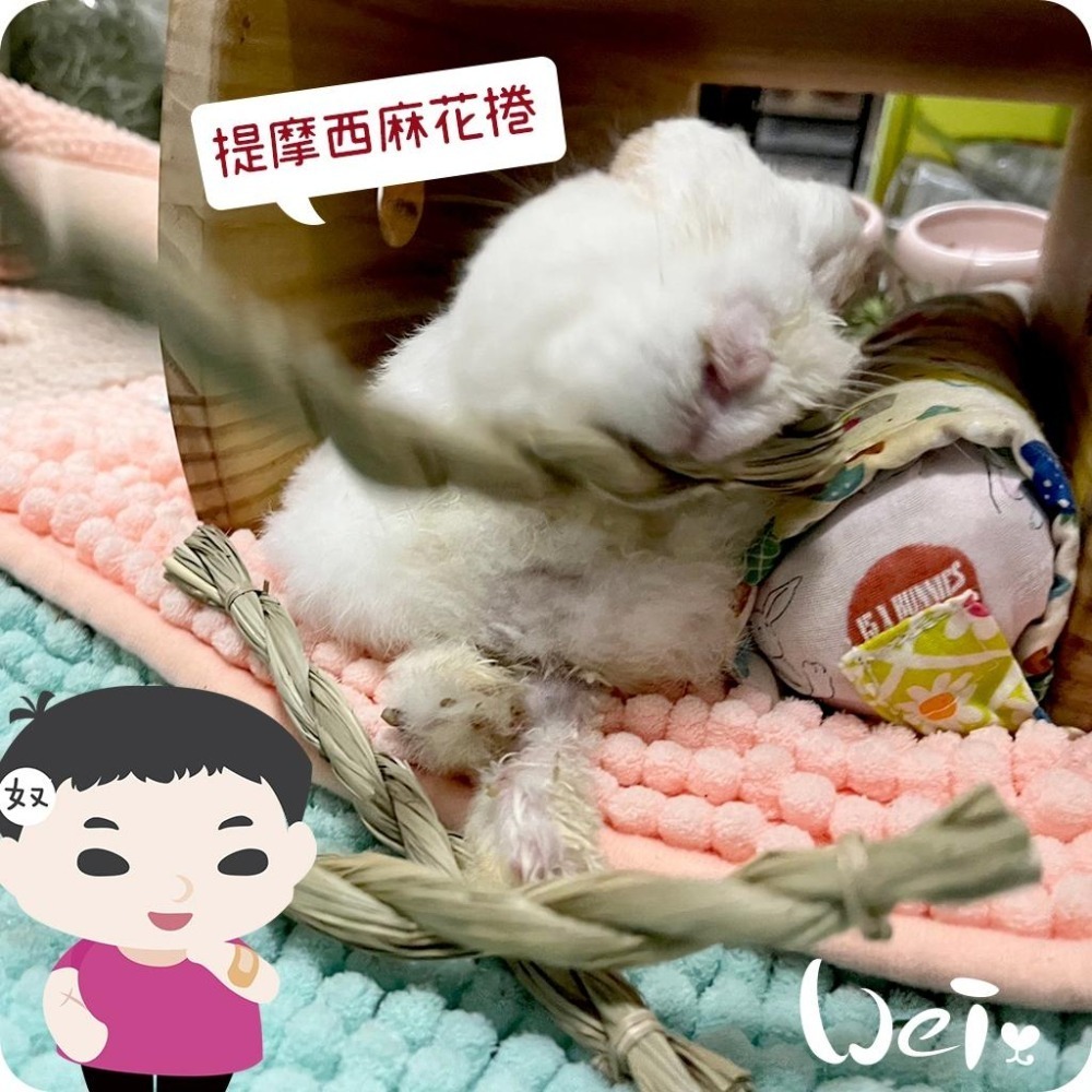 魏啥麻-美國OXBOW 提摩西麻花捲 6入 (磨牙草編玩具)(兔 天竺鼠 龍貓牧草玩具)-細節圖6