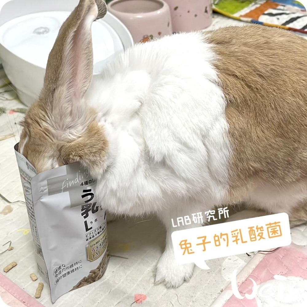 魏啥麻-日本WOOLY兔子的乳酸菌LAB研究所(4種乳酸菌 蘋果纖維 寒天寡糖 無小麥)兔 天竺鼠保健品-細節圖2