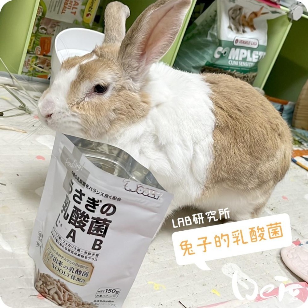 魏啥麻-日本WOOLY兔子的乳酸菌LAB研究所(4種乳酸菌 蘋果纖維 寒天寡糖 無小麥)兔 天竺鼠保健品-細節圖3