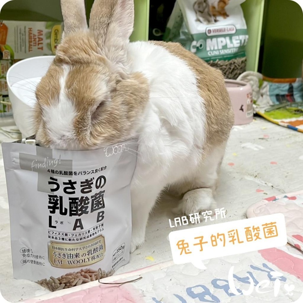 魏啥麻-日本WOOLY兔子的乳酸菌LAB研究所(4種乳酸菌 蘋果纖維 寒天寡糖 無小麥)兔 天竺鼠保健品-細節圖6