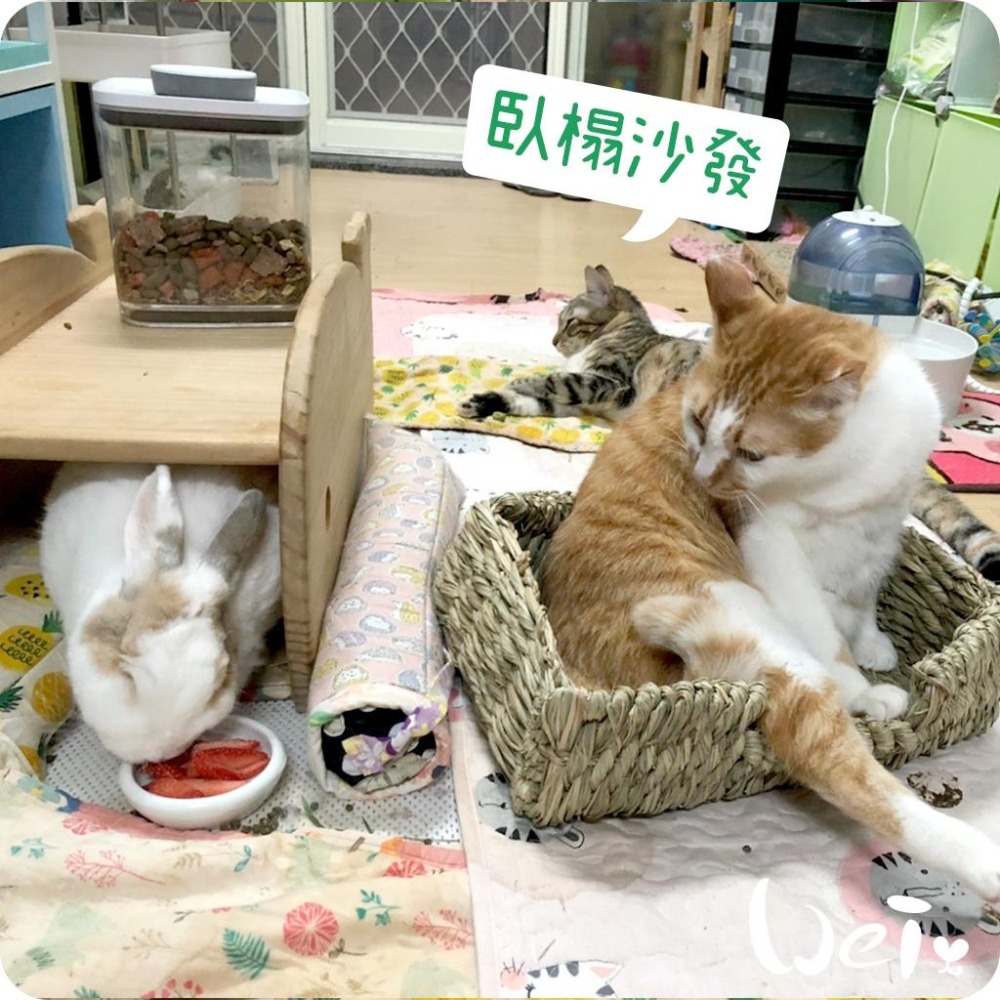 魏啥麻-日本KAWAI 提摩西 兔子沙發臥榻L 草編玩具 (兔 天竺鼠 龍貓牧草玩具)-細節圖5