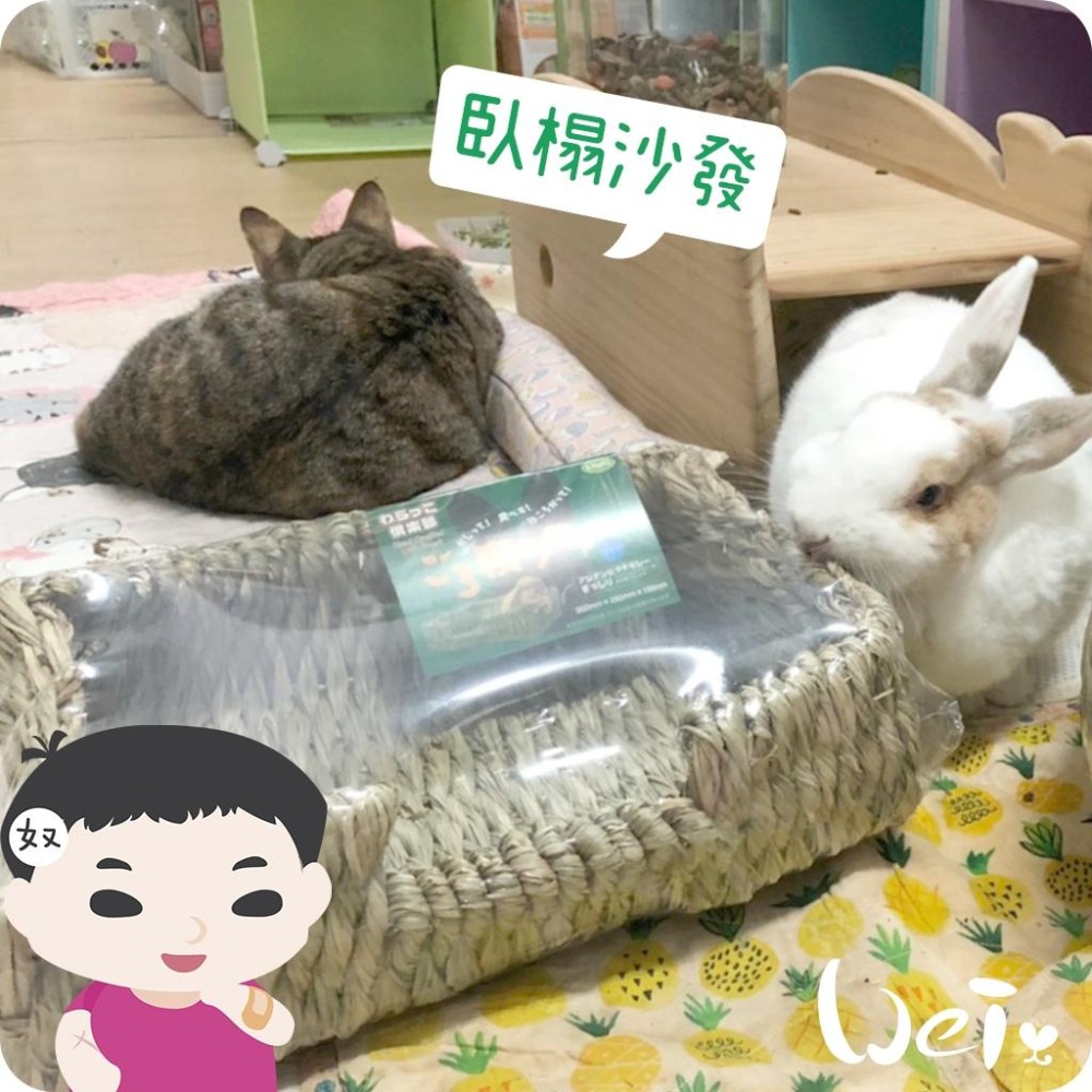 魏啥麻-日本KAWAI 提摩西 兔子沙發臥榻L 草編玩具 (兔 天竺鼠 龍貓牧草玩具)-細節圖6