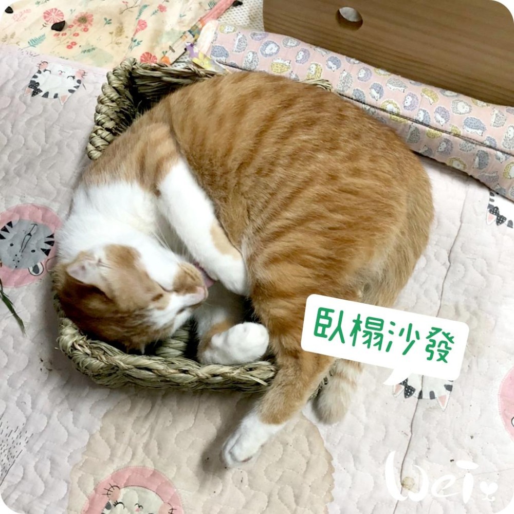 魏啥麻-日本KAWAI 提摩西 兔子沙發臥榻L 草編玩具 (兔 天竺鼠 龍貓牧草玩具)-細節圖7