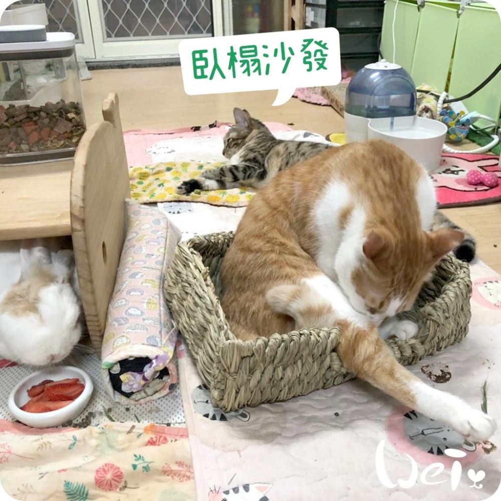 魏啥麻-日本KAWAI 提摩西 兔子沙發臥榻L 草編玩具 (兔 天竺鼠 龍貓牧草玩具)-細節圖8