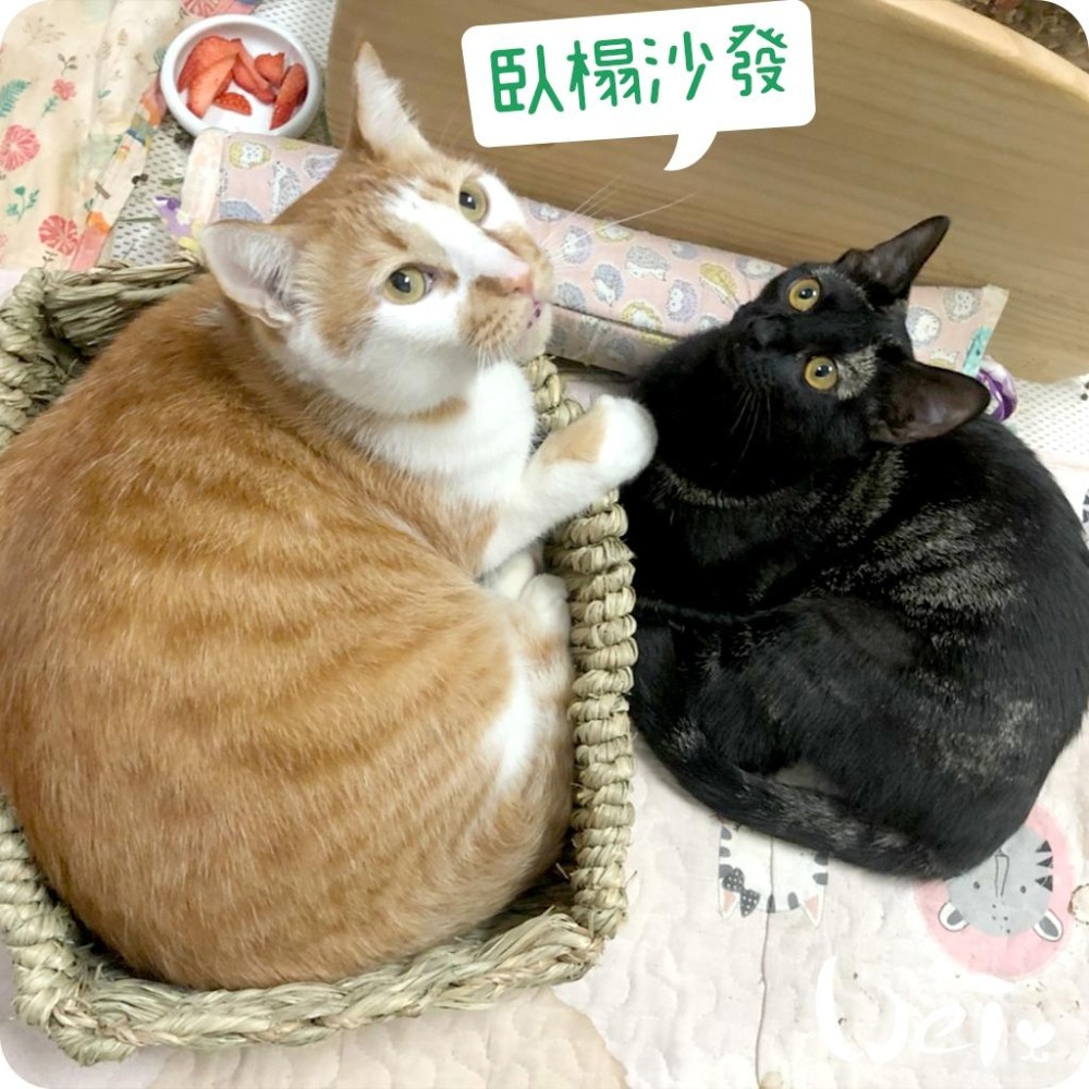 魏啥麻-日本KAWAI 提摩西 兔子沙發臥榻L 草編玩具 (兔 天竺鼠 龍貓牧草玩具)-細節圖9