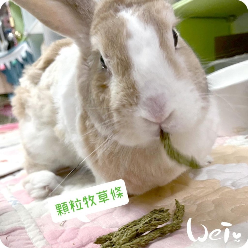 魏啥麻-日本WOOLY二草混合顆粒牧草條 300g (2種提摩西+蘋果纖維 低鈣 無苜蓿)(兔 天竺鼠)-細節圖7