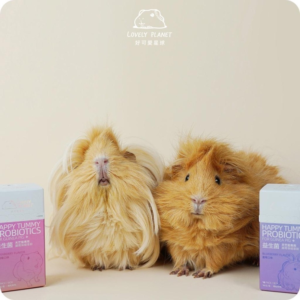 魏啥麻-好可愛星球天竺鼠益生菌 4種口味x1組 (草粉狀 腸道保健 促進食慾) Lovely Planet (保健品)-細節圖6