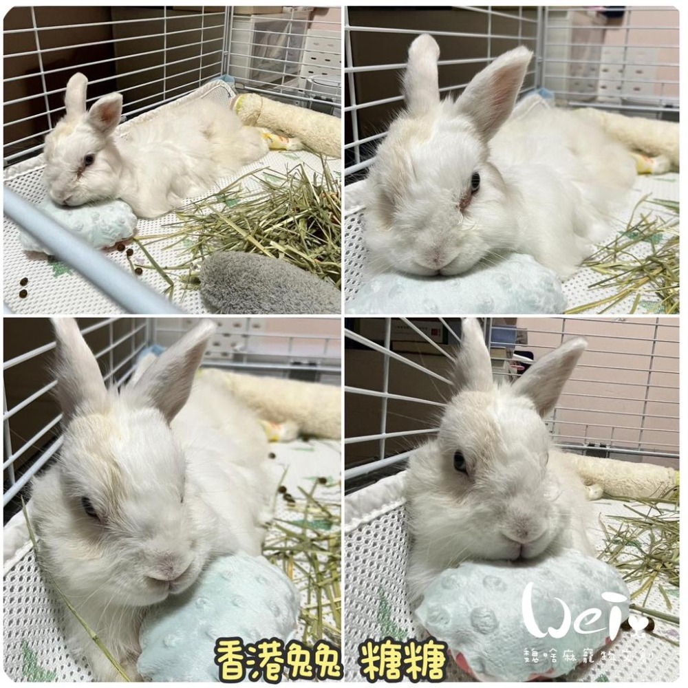 魏啥麻-手作-環保枕，雙拼泡泡小枕頭(兔 天竺鼠)-細節圖2