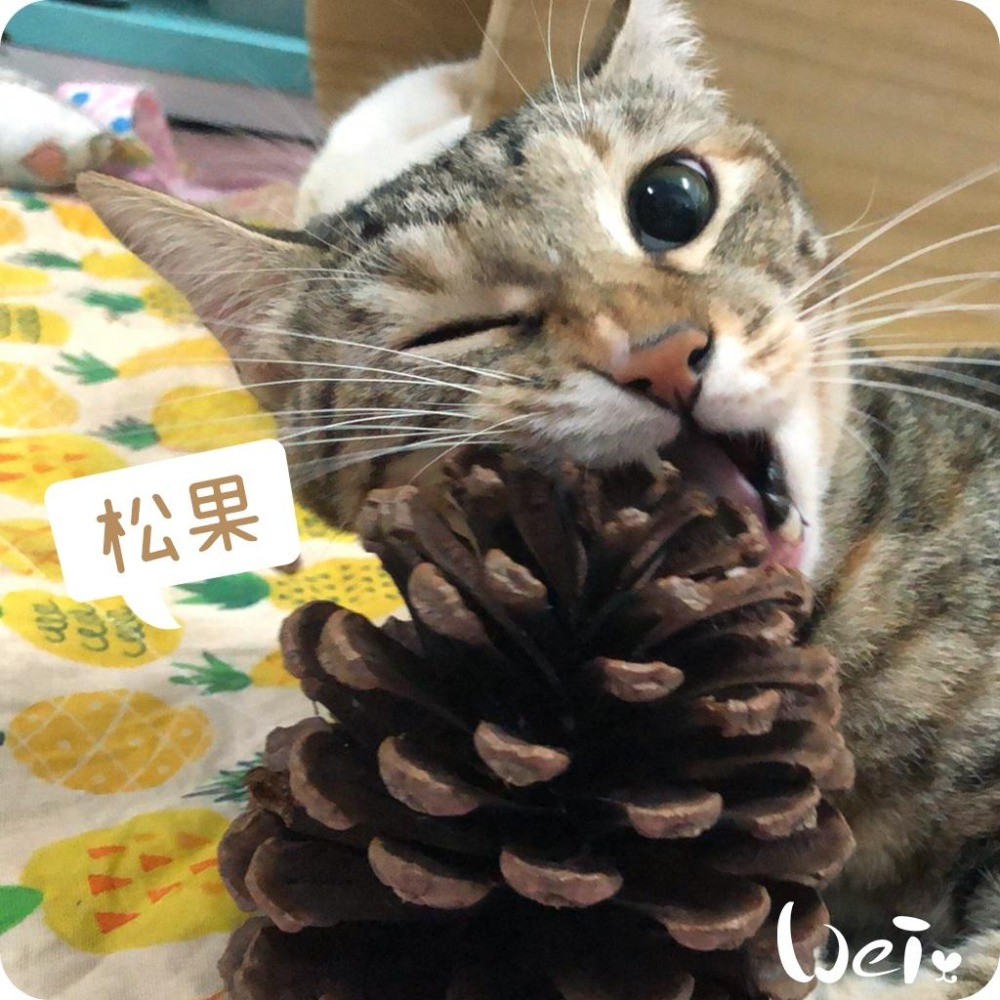 魏啥麻-(特價)咬咬松果(毬果) (磨牙啃木玩具)(純天然無添加)寵物手工零食(兔 天竺鼠)-細節圖2