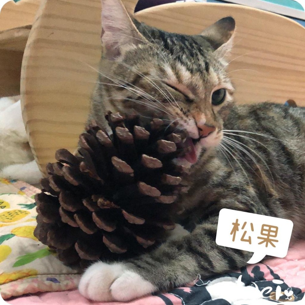 魏啥麻-(特價)咬咬松果(毬果) (磨牙啃木玩具)(純天然無添加)寵物手工零食(兔 天竺鼠)-細節圖3