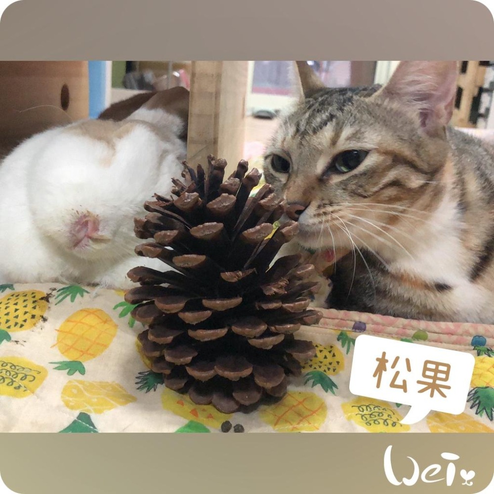 魏啥麻-(特價)咬咬松果(毬果) (磨牙啃木玩具)(純天然無添加)寵物手工零食(兔 天竺鼠)-細節圖4
