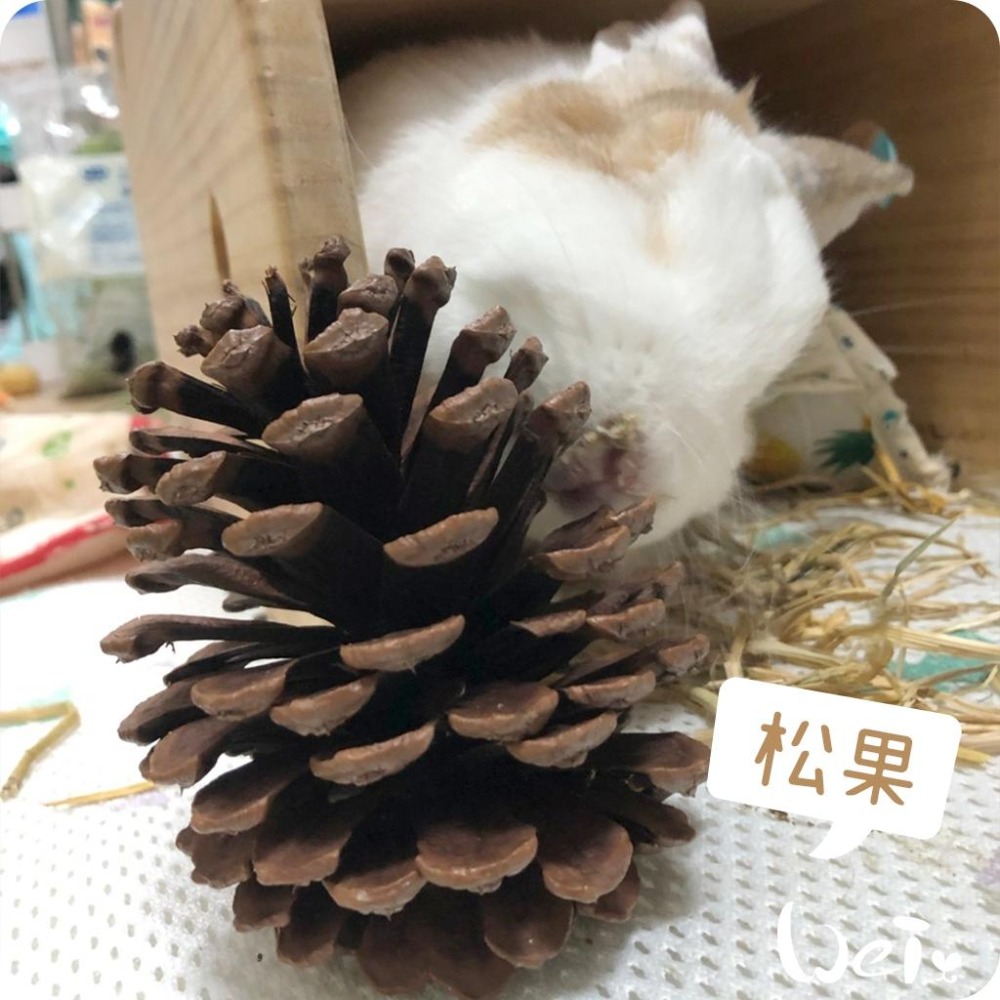 魏啥麻-(特價)咬咬松果(毬果) (磨牙啃木玩具)(純天然無添加)寵物手工零食(兔 天竺鼠)-細節圖5