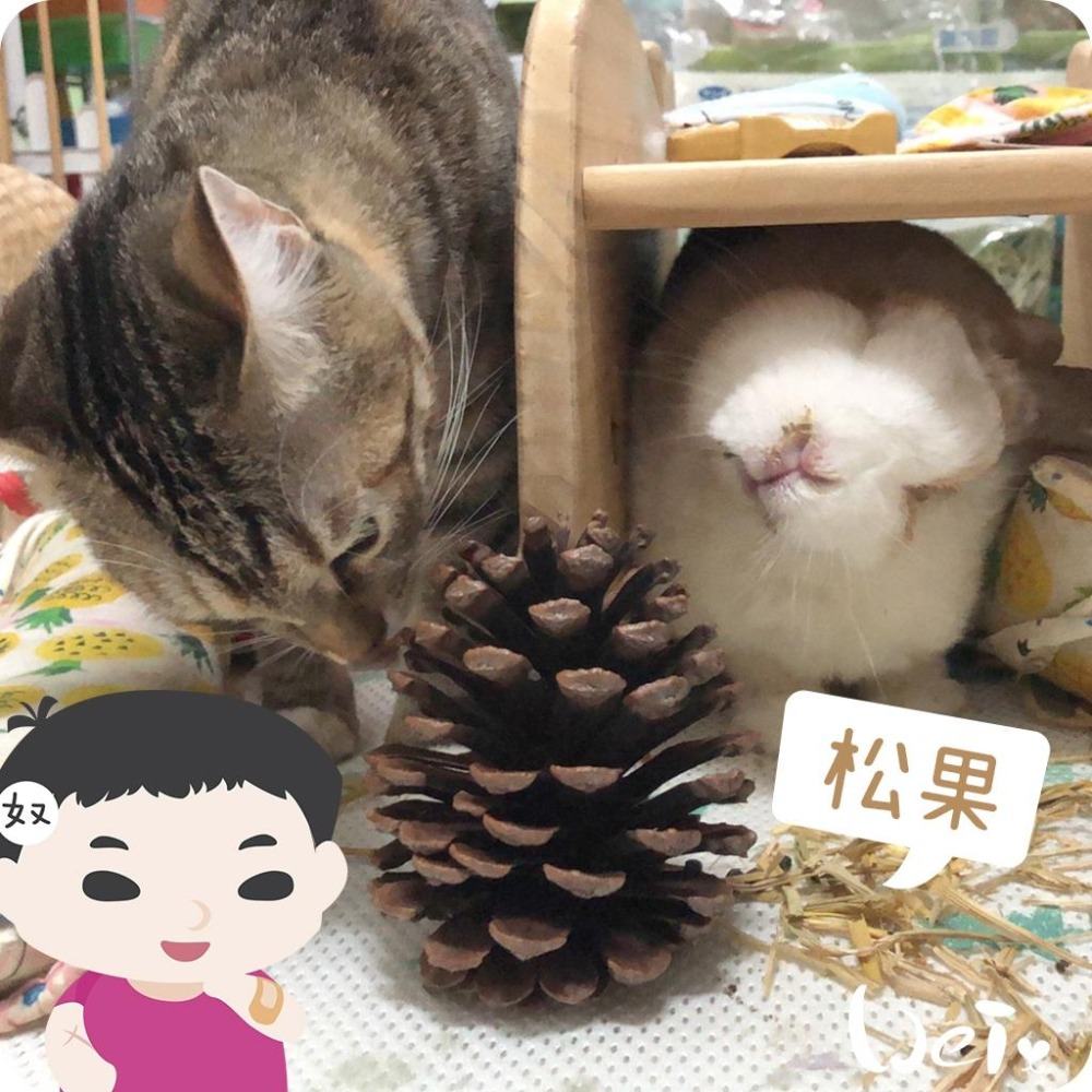 魏啥麻-(特價)咬咬松果(毬果) (磨牙啃木玩具)(純天然無添加)寵物手工零食(兔 天竺鼠)-細節圖6