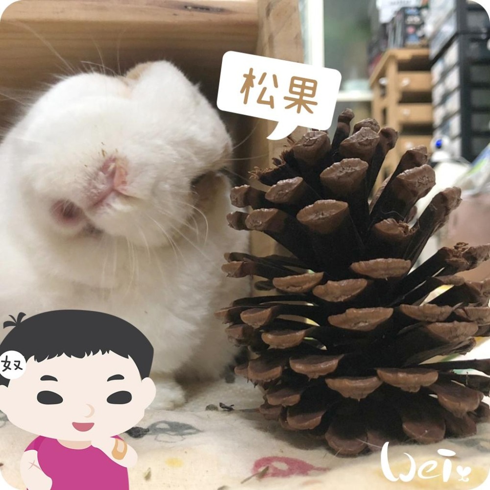 魏啥麻-(特價)咬咬松果(毬果) (磨牙啃木玩具)(純天然無添加)寵物手工零食(兔 天竺鼠)-細節圖7