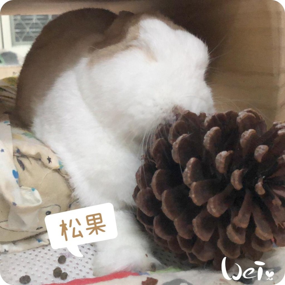 魏啥麻-(特價)咬咬松果(毬果) (磨牙啃木玩具)(純天然無添加)寵物手工零食(兔 天竺鼠)-細節圖8