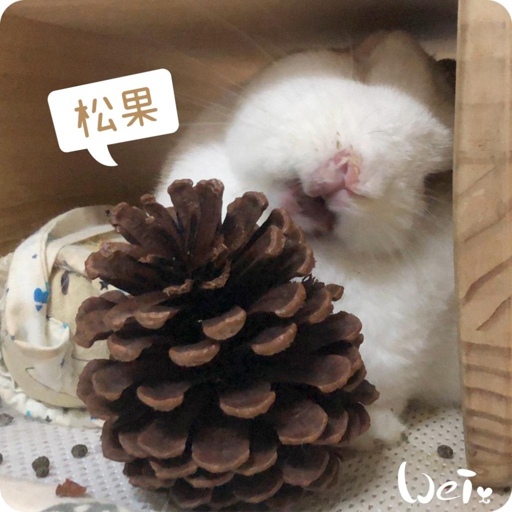 魏啥麻-(特價)咬咬松果(毬果) (磨牙啃木玩具)(純天然無添加)寵物手工零食(兔 天竺鼠)-細節圖9