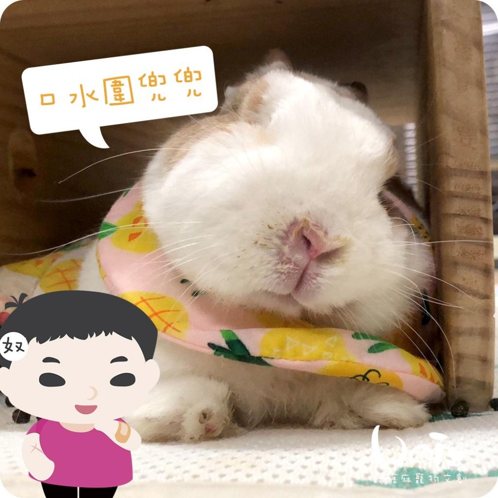 魏啥麻手作-寵物圍兜兜 / 紗布口水巾 / 軟頭套  / 老病照護灌食餵藥 - 貓兔天竺鼠寵物用品-細節圖5