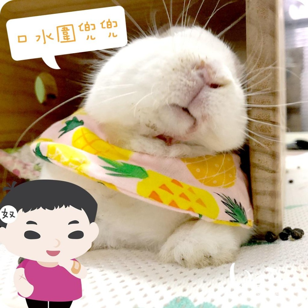 魏啥麻手作-寵物圍兜兜 / 紗布口水巾 / 軟頭套  / 老病照護灌食餵藥 - 貓兔天竺鼠寵物用品-細節圖6