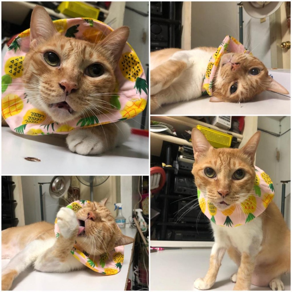 魏啥麻手作-寵物圍兜兜 / 紗布口水巾 / 軟頭套  / 老病照護灌食餵藥 - 貓兔天竺鼠寵物用品-細節圖8