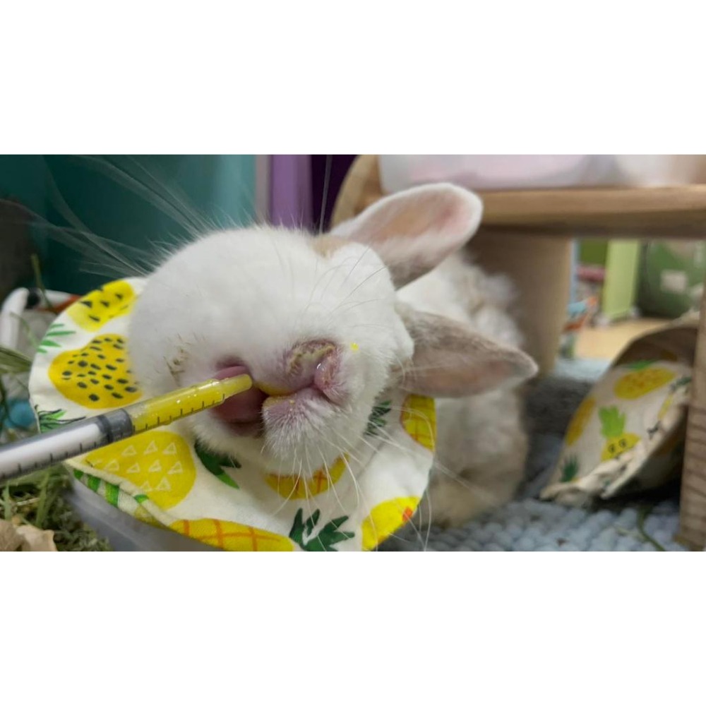 魏啥麻手作-寵物圍兜兜 / 紗布口水巾 / 軟頭套  / 老病照護灌食餵藥 - 貓兔天竺鼠寵物用品-細節圖9