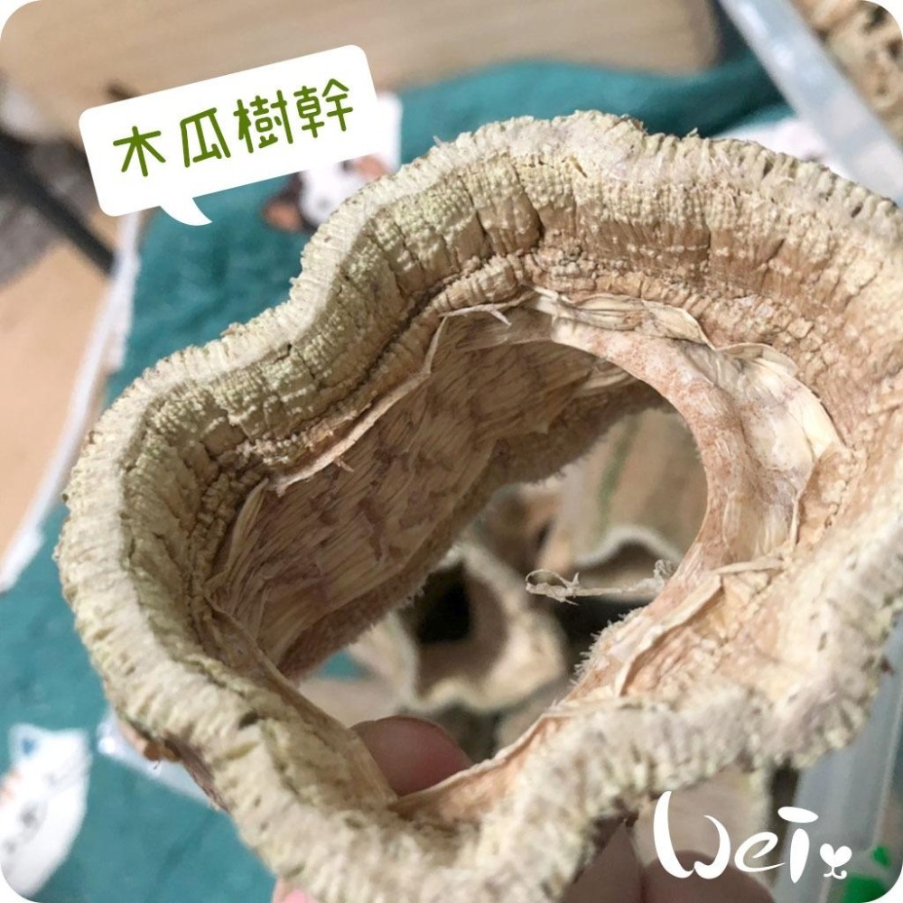 魏啥麻-(特價)台灣國產木瓜樹幹 (S/M/L/XL/巨樹根) 磨牙啃木(純天然無添加 請少量給予)寵物手工零食-細節圖5