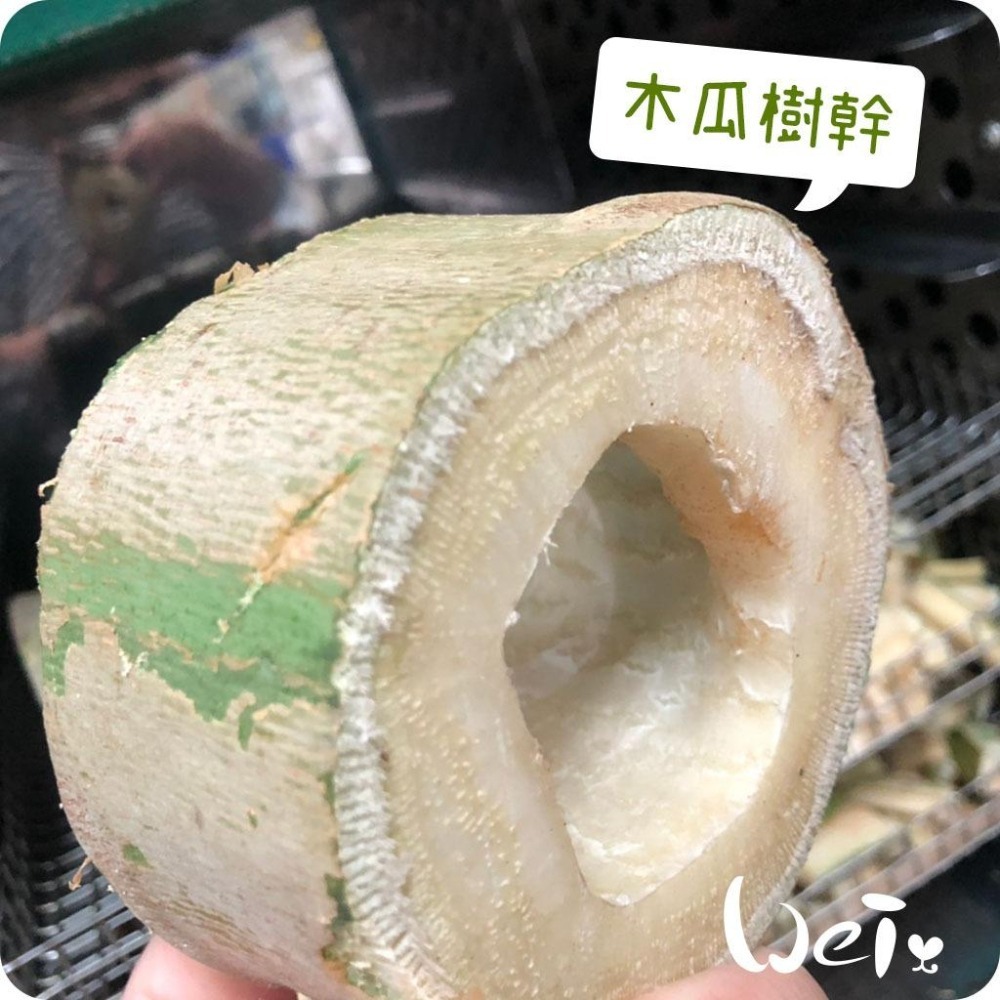 魏啥麻-(特價)台灣國產木瓜樹幹 (S/M/L/XL/巨樹根) 磨牙啃木(純天然無添加 請少量給予)寵物手工零食-細節圖7