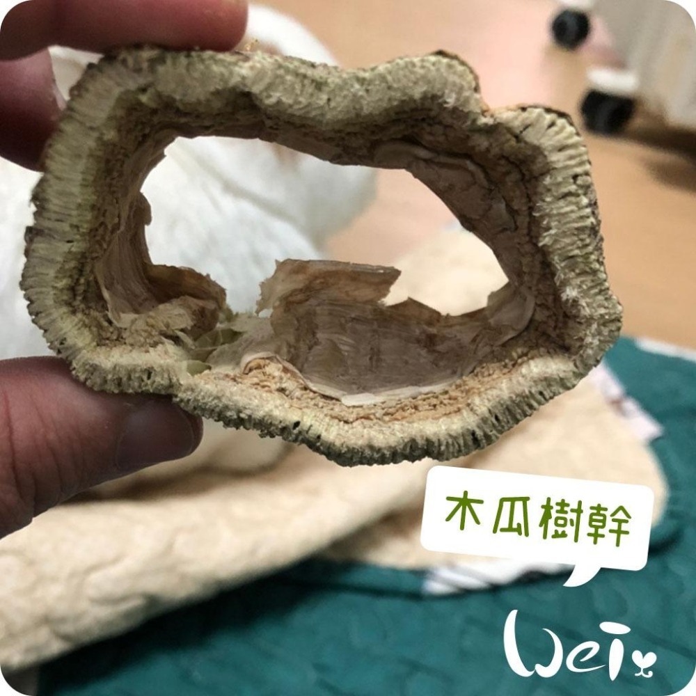 魏啥麻-(特價)台灣國產木瓜樹幹 (S/M/L/XL/巨樹根) 磨牙啃木(純天然無添加 請少量給予)寵物手工零食-細節圖8