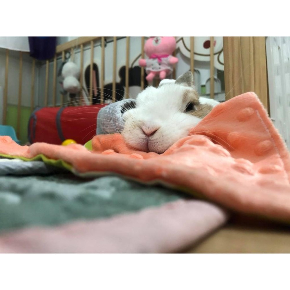 魏啥麻手作-【台灣製造】拼圖泡泡毯-貓狗兔鼠寵物用品-細節圖5