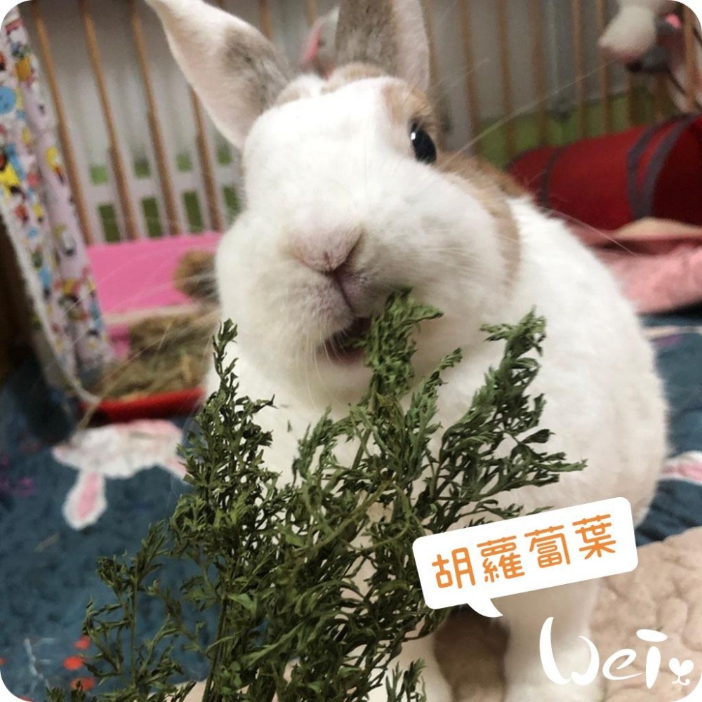 魏啥麻-乾燥胡蘿蔔葉(紅蘿蔔葉) (防撞碎僅兔兔袋)(純天然無添加 請少量給予)寵物手工零食-細節圖3