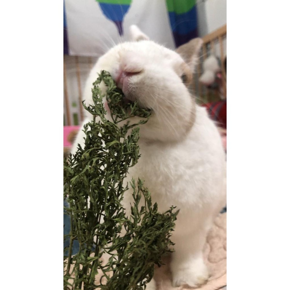 魏啥麻-乾燥胡蘿蔔葉(紅蘿蔔葉) (防撞碎僅兔兔袋)(純天然無添加 請少量給予)寵物手工零食-細節圖5